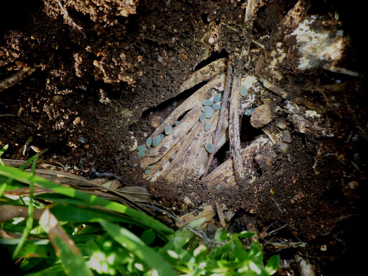 Forda formicaria, ospite formiche Aphaenogaster subterranea